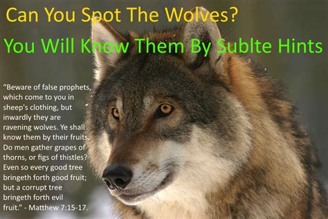 wolves in sheep's clothing bible verse